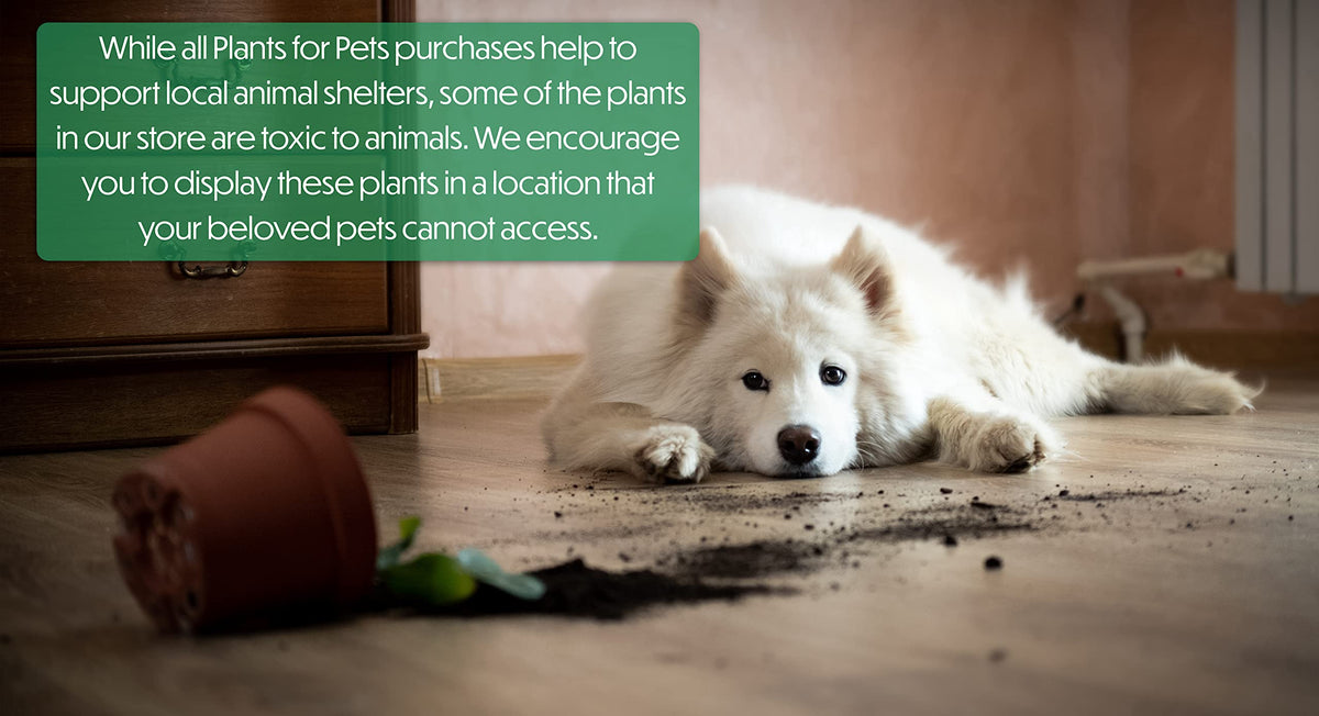 Plants for Pets drought-tolerant greenery adds easy-care color.