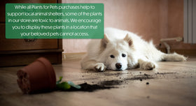 Plants for Pets drought-tolerant greenery adds easy-care color.