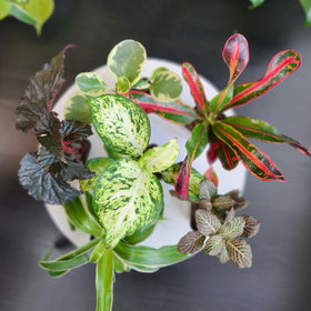 Plants for Pets pothos and peperomia among popular indoor varieties.