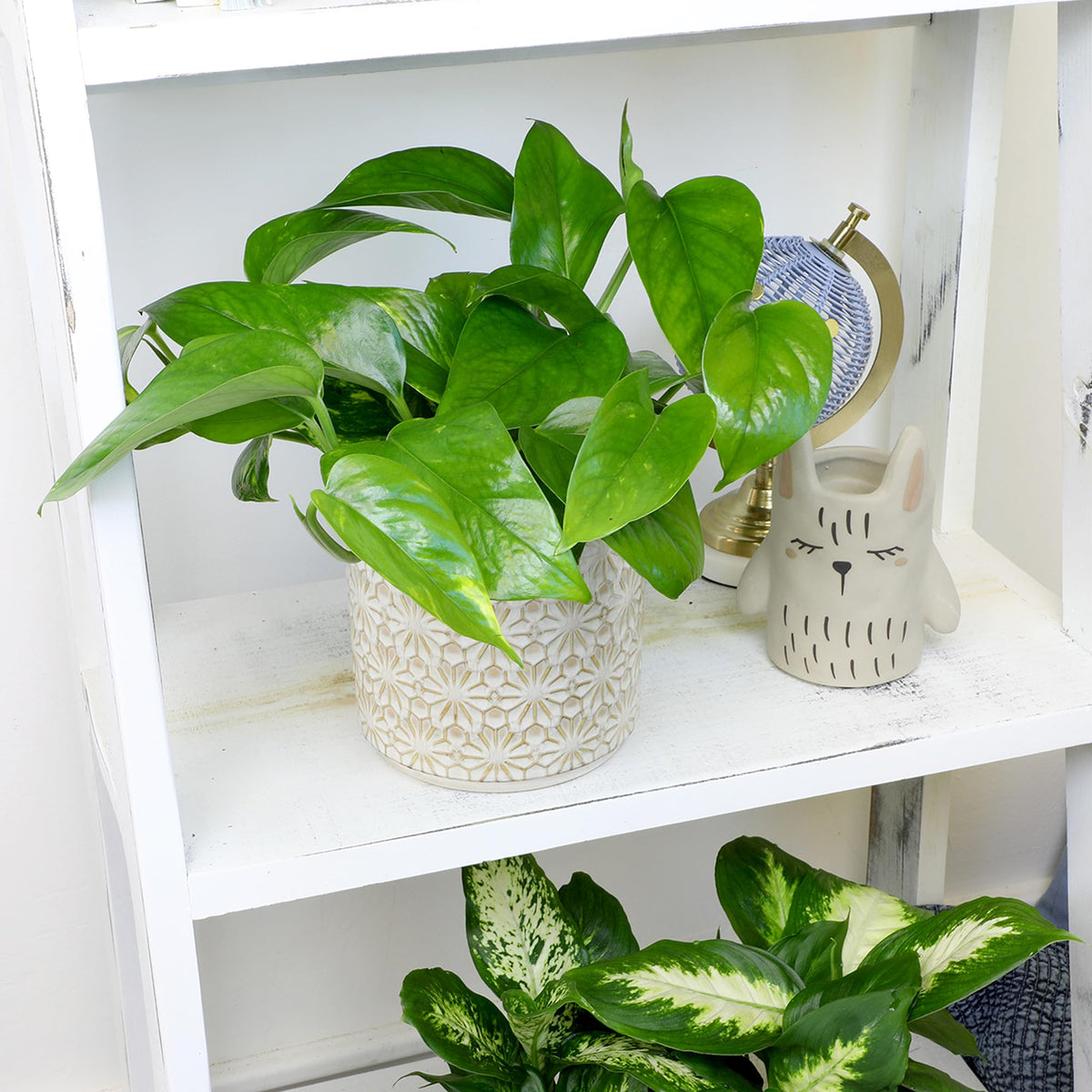 Plants for Pets pothos bright green leaves enhance any indoor oasis