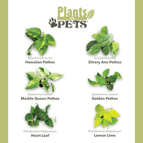 Plants for Pets Pothos closeup leaves show glossy texture suitable for tabletop decor.