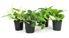 Plants for Pets pothos four-pack indoor plants for easy, low-maintenance greenery