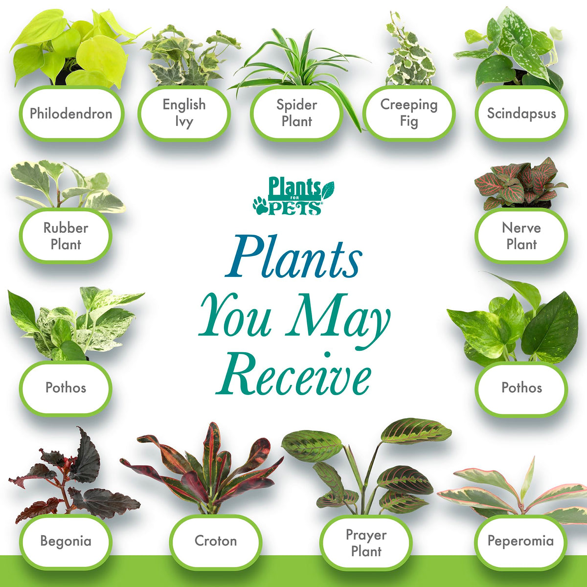 Plants for Pets pothos and peperomia varieties add easy greenery to homes.