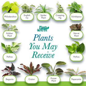 Plants for Pets pothos and peperomia varieties add easy greenery to homes.