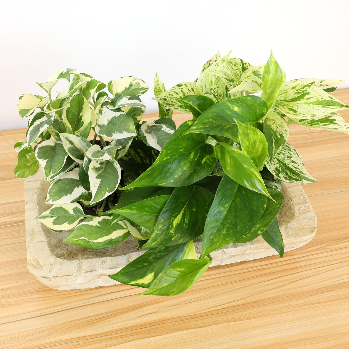 Plants for Pets pothos trailing vines suit shelves, windowsills, and hanging planters