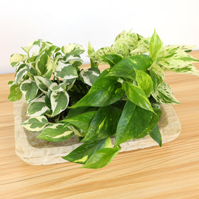 Plants for Pets pothos trailing vines suit shelves, windowsills, and hanging planters