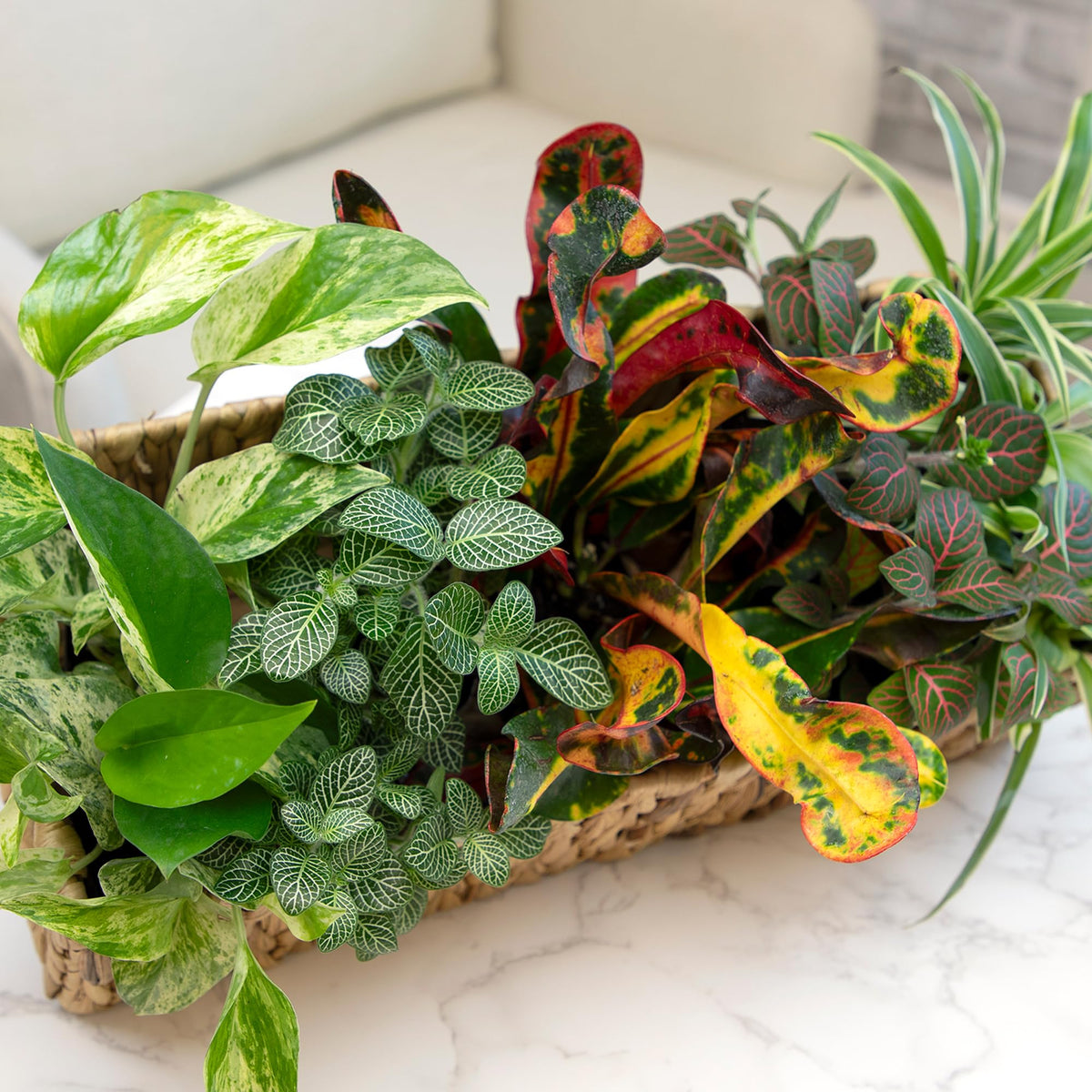 Plants for Pets rotating seasonal varieties keep plant gifts fresh.