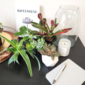 Plants for Pets safe packaging protects plants during shipping.