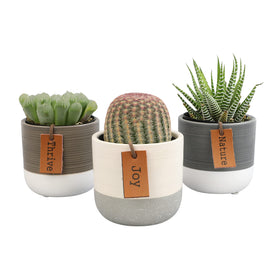 Plants for Pets supports shelters with every purchase; feel-good home décor.