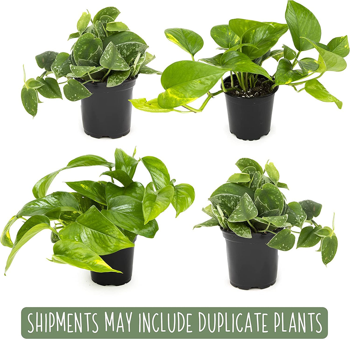 Plants for Pets silver satin pothos foliage brings glossy texture to shaded walls
