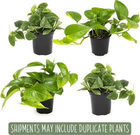 Plants for Pets silver satin pothos foliage brings glossy texture to shaded walls