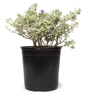 Plants for Pets Silverado sage drought-tolerant foliage thrives in sun and low-water landscapes.