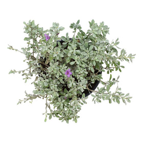 Plants for Pets Silverado sage front porch plant brings fragrance and wildlife-friendly color.
