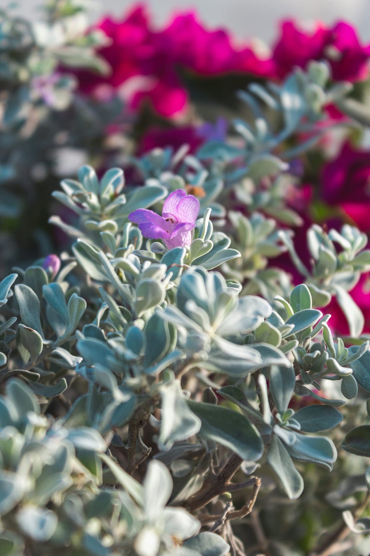 Plants for Pets Silverado sage hedge-friendly shrub for sunny borders and screens.