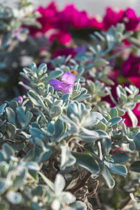 Plants for Pets Silverado sage hedge-friendly shrub for sunny borders and screens.