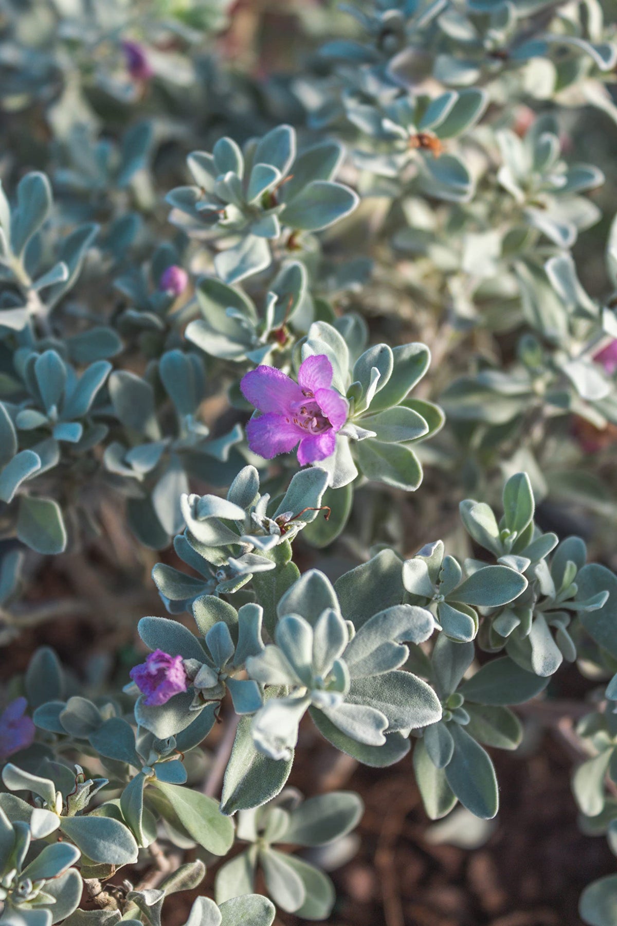 Plants for Pets Silverado sage ideal for landscape borders and mass plantings.