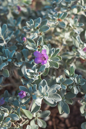 Plants for Pets Silverado sage ideal for landscape borders and mass plantings.