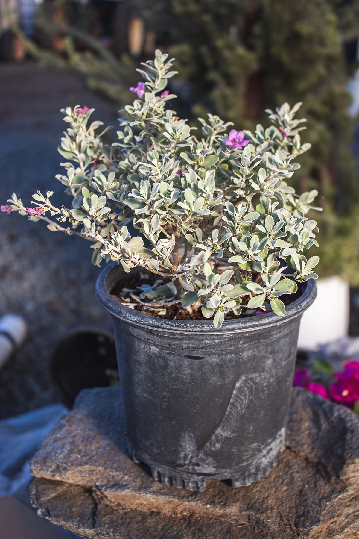 Plants for Pets Silverado sage showy summer flowers attract bees and butterflies in gardens.