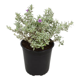 Plants for Pets Silverado sage shrub in pot enhances curb appeal and easy patio planting.