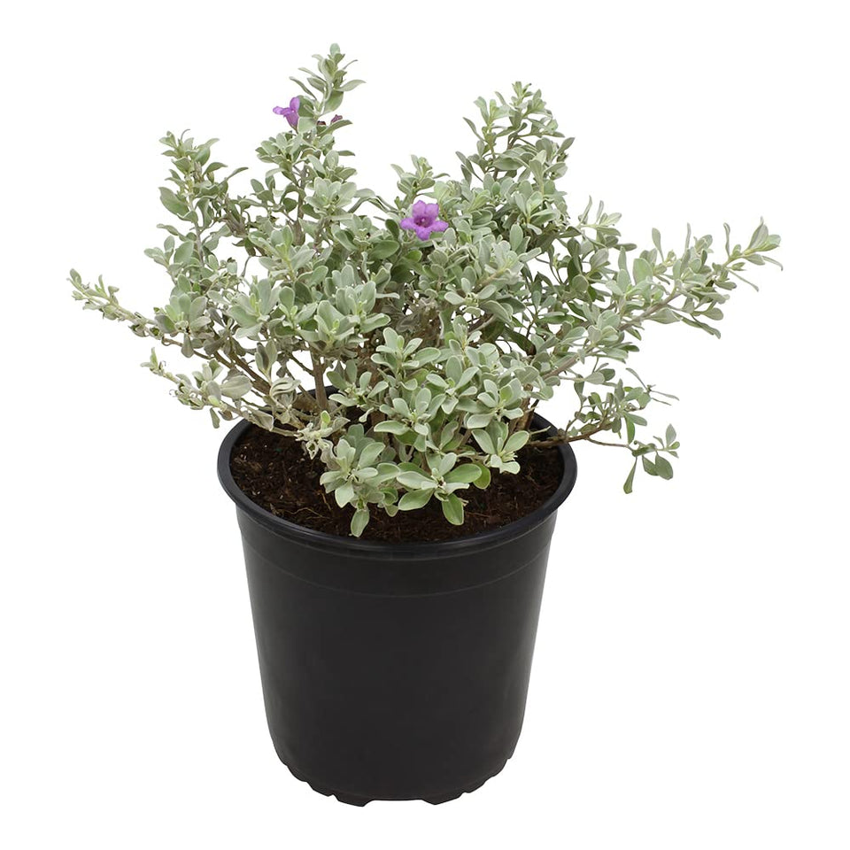 Plants for Pets Silverado sage shrub in pot enhances curb appeal and easy patio planting.
