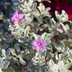 Plants for Pets Silverado sage with fuzzy silvery foliage adds texture to borders.