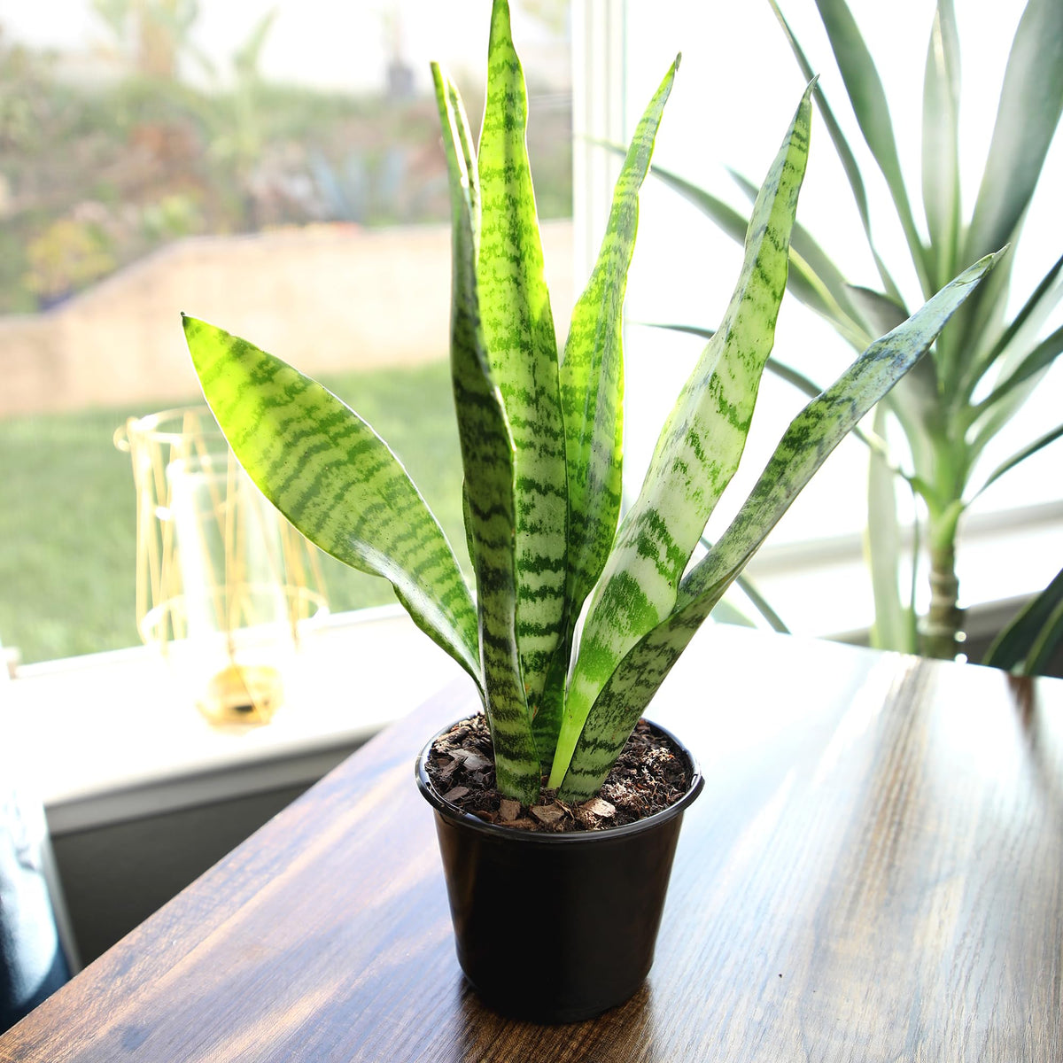 Plants for Pets snake plant drought-tolerant care for busy homes
