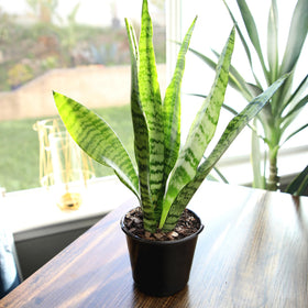 Plants for Pets snake plant drought-tolerant care for busy homes