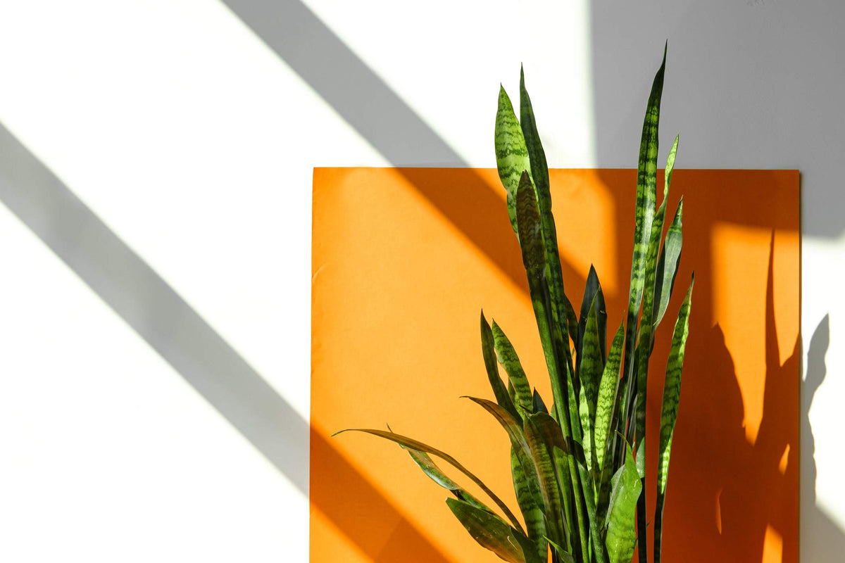 Plants for Pets snake plant fully rooted in pot ready to display