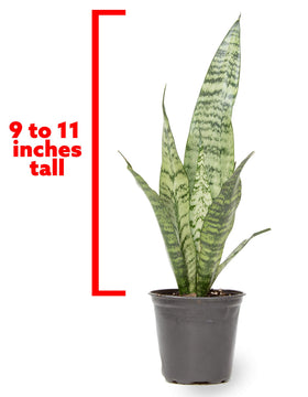 Plants for Pets snake plant green leaves with ripples add texture to decor