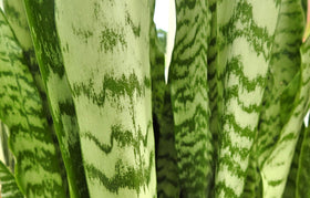 Plants for Pets snake plant in modern white planter elevates interior style