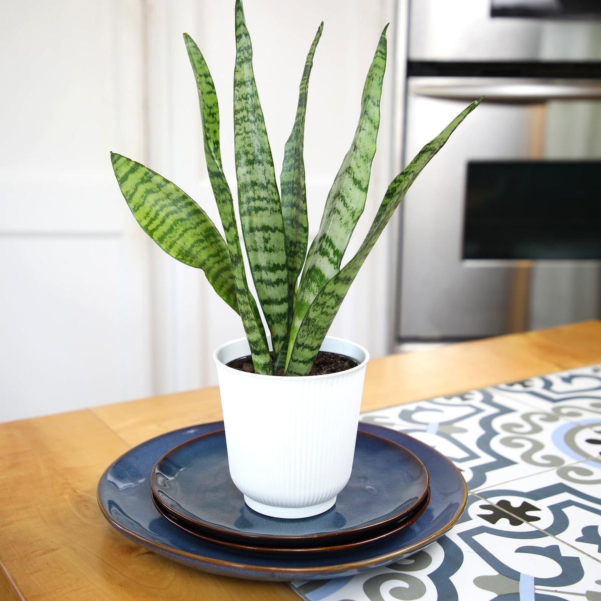 Plants for Pets snake plant in terracotta pot for earthy aesthetics