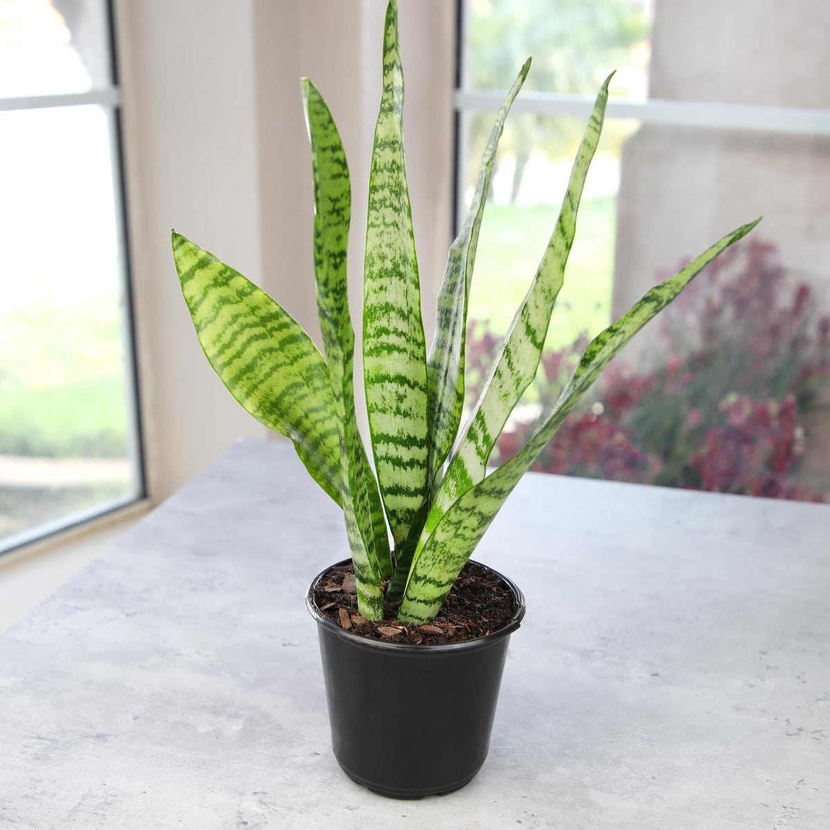 Plants for Pets snake plant low-light friendly for offices