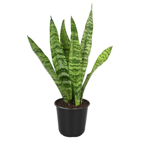Plants for Pets snake plant shipped healthy and ready to grow
