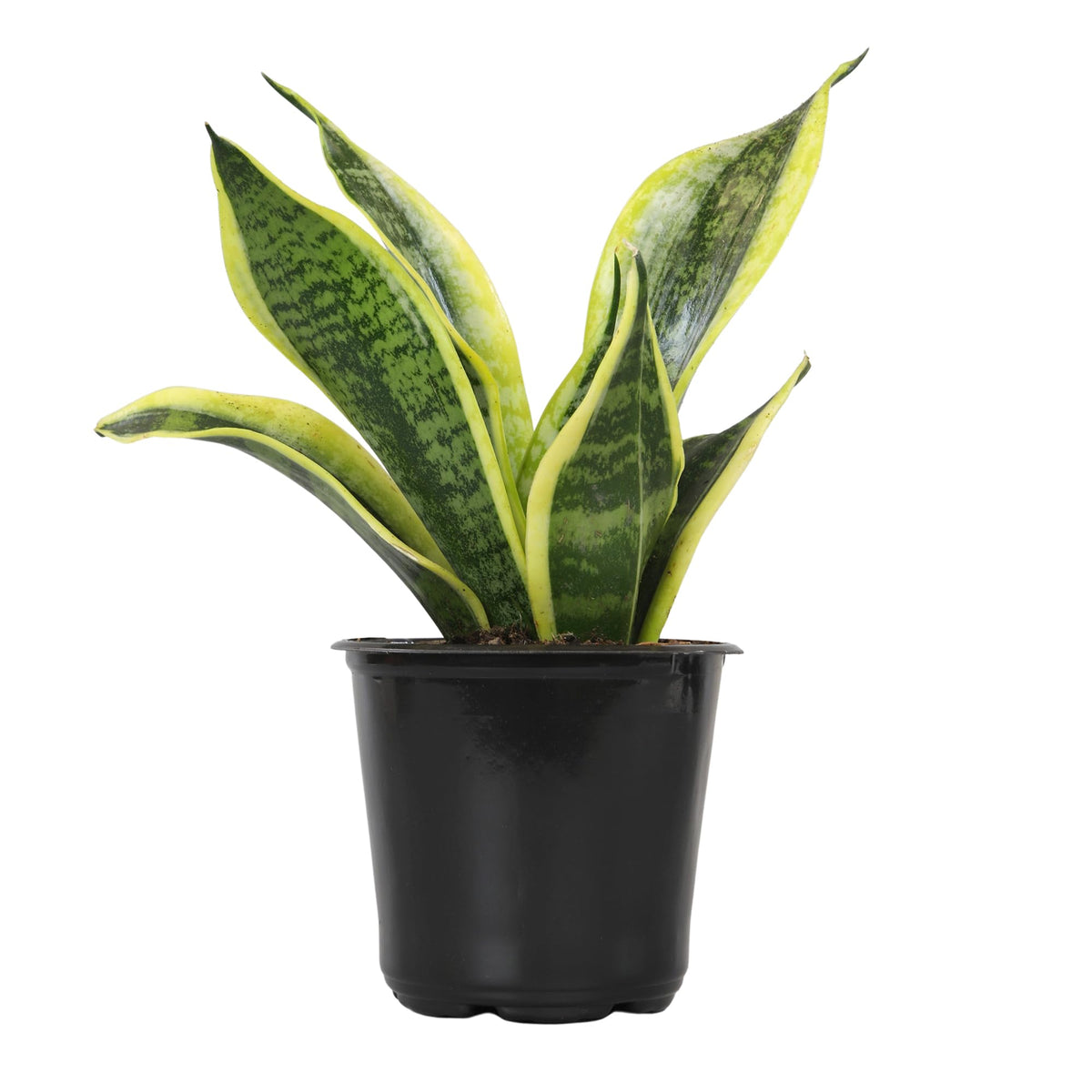 Plants for Pets snake plant Superba leaves show hardy indoor resilience in low light.