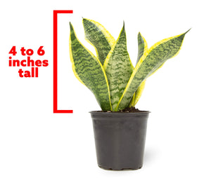 Plants for Pets snake plant Superba in pot offers easy care greenery for busy homes.