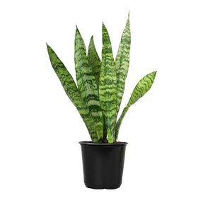 Plants for Pets Sansevieria Zeylanica with upward leaves for low-light spaces