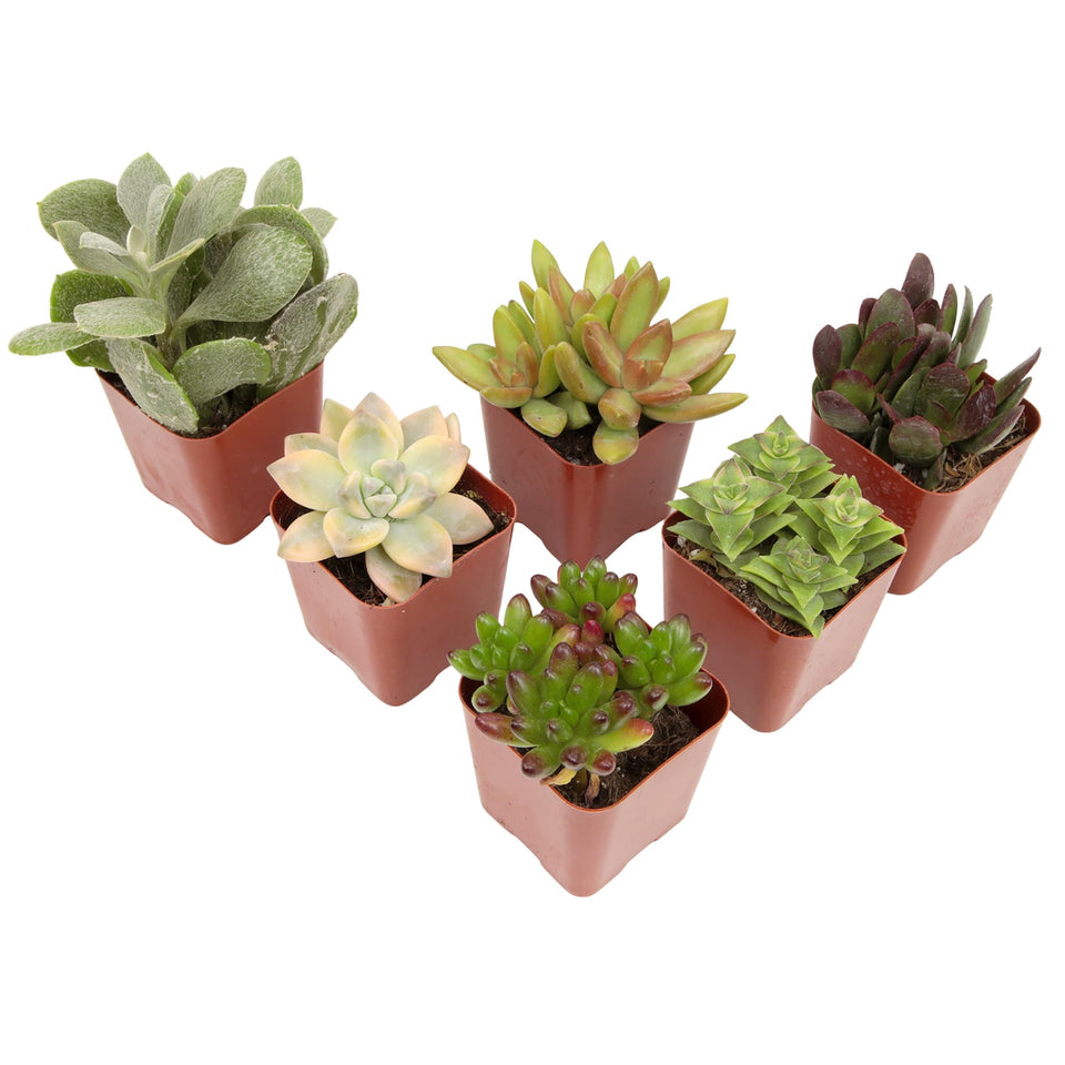 Plants for Pets succulents 6-pack collection ready for easy room decor.