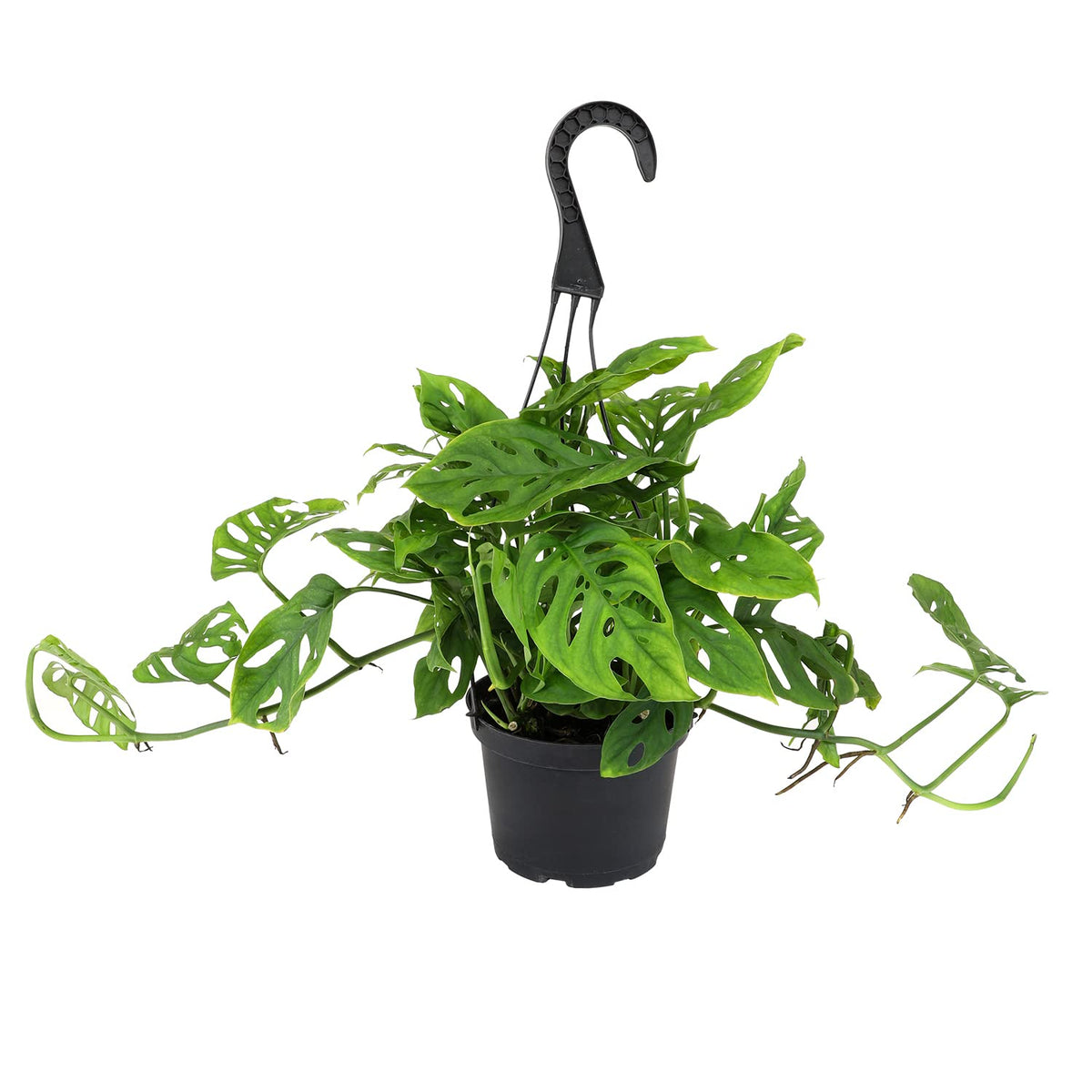 Plants for Pets Swiss Cheese Plant Adansonii hanging basket display in a bright room
