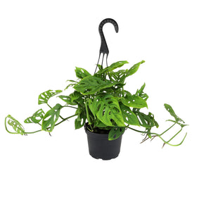 Plants for Pets Swiss Cheese Plant Adansonii hanging basket display in a bright room