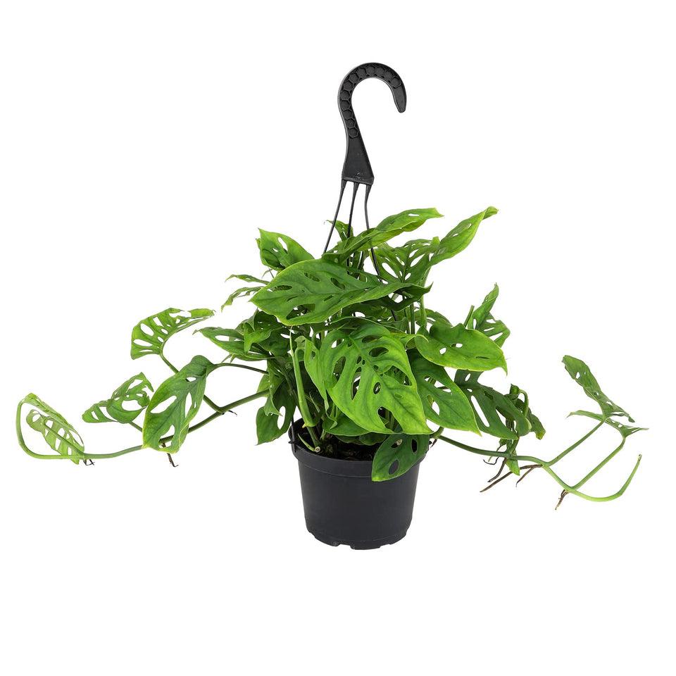 Plants for Pets Swiss Cheese Plant Adansonii hanging basket display in a bright room