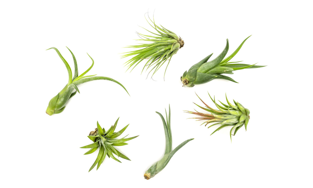 Plants for Pets Tillandsia air plant 6-pack, easy-care indoor decor for any room