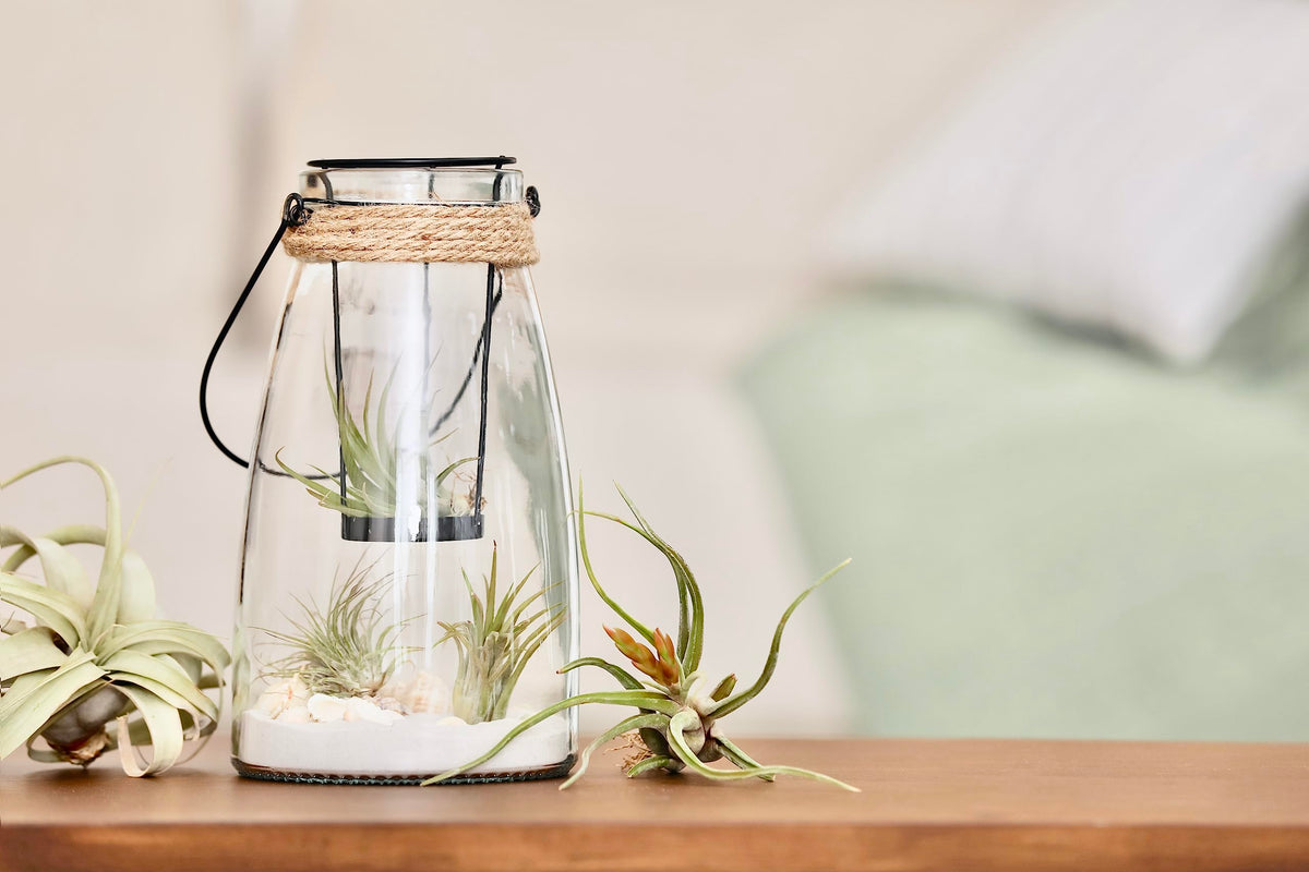 Various Tillandsia leaves showing green foliage from Plants for Pets