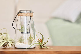 Various Tillandsia leaves showing green foliage from Plants for Pets