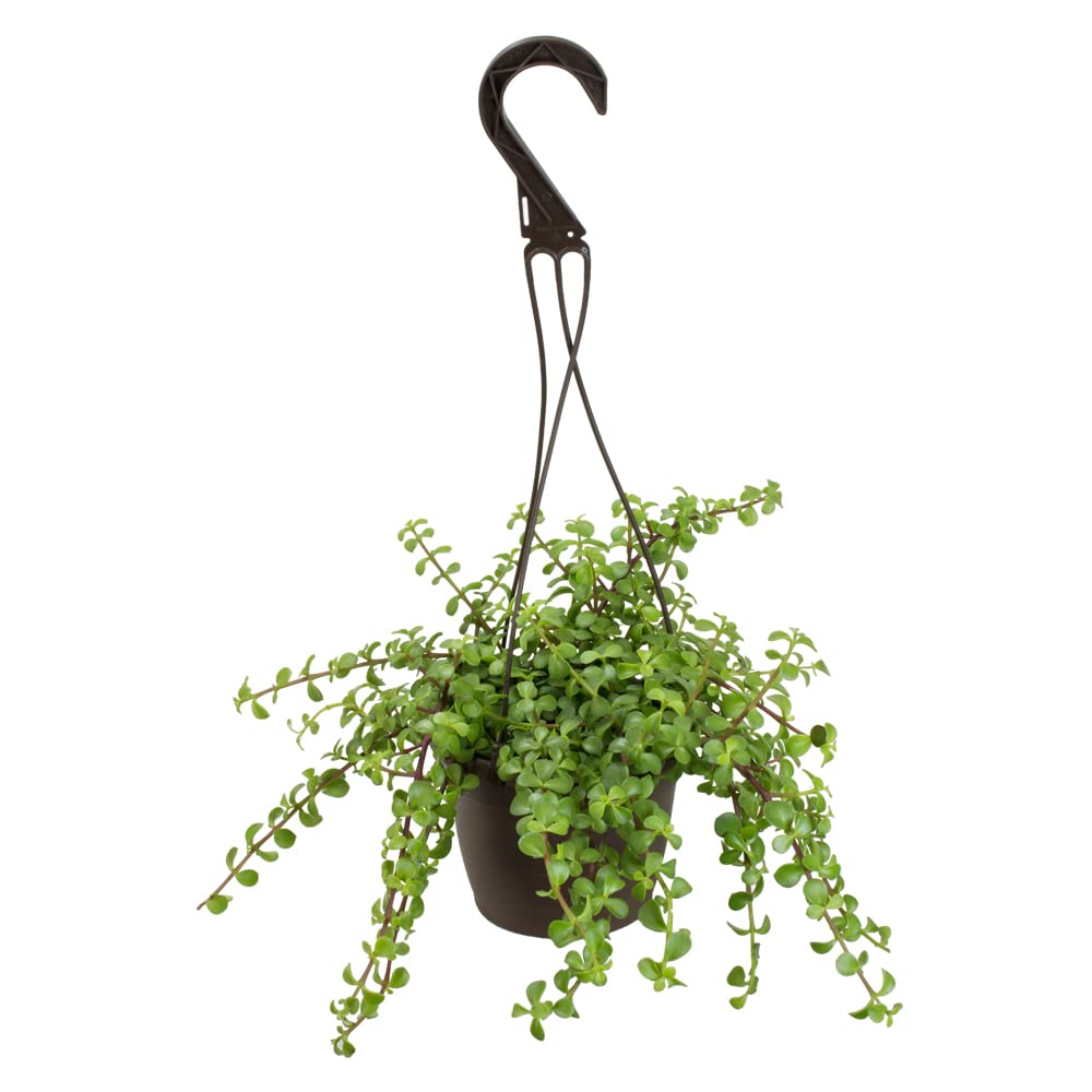 Plants for Pets trailing elephant bush in a hanging basket brightens indoor decor.