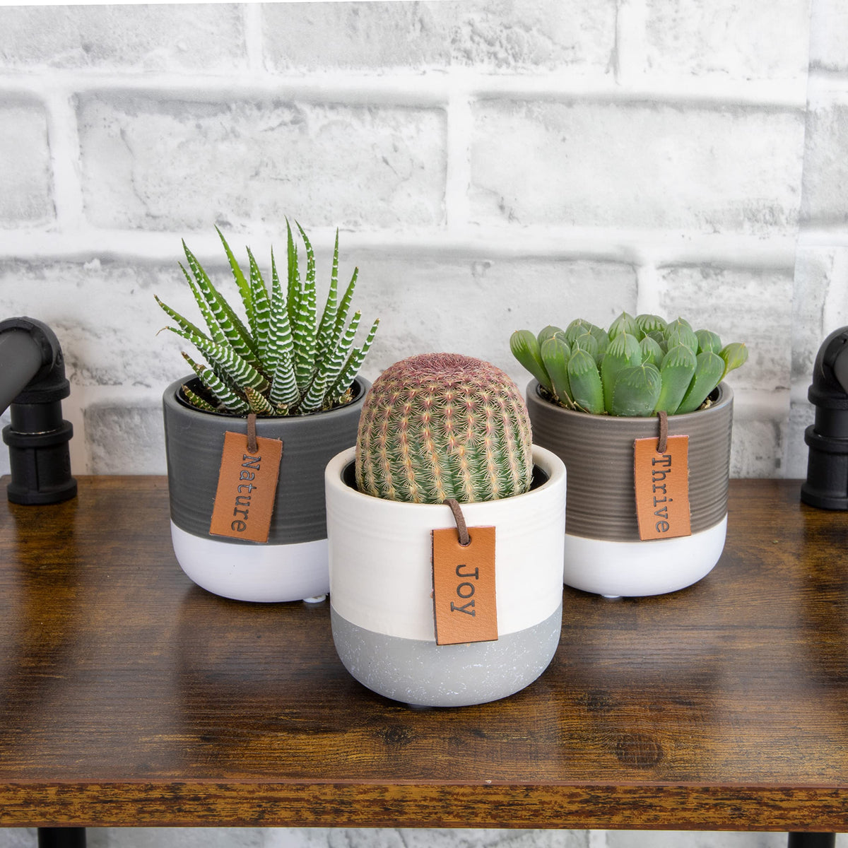 Plants for Pets two-tone ceramic pots showcase the LoLite trio as chic indoor decor.