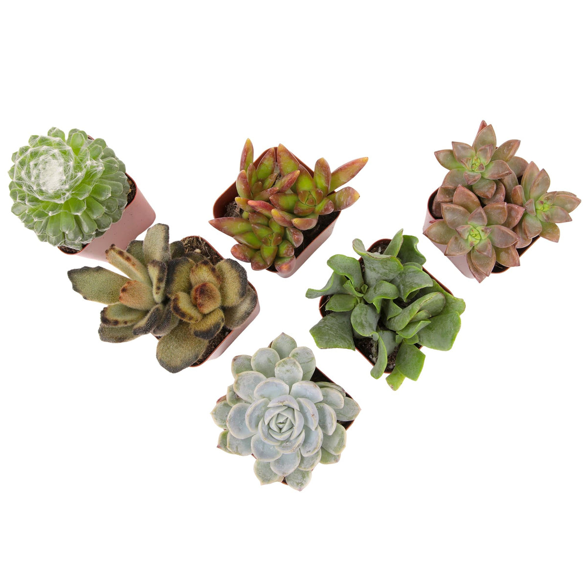 Plants for Pets unique gift succulents ideal for weddings or gifts.