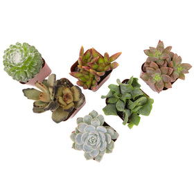 Plants for Pets unique gift succulents ideal for weddings or gifts.