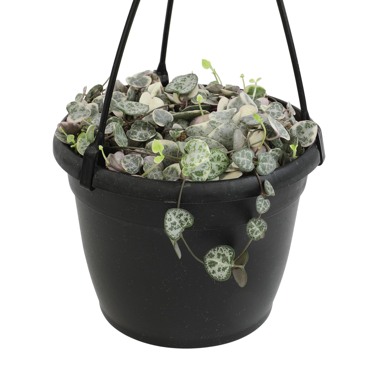 Plants for Pets variegated string of hearts in a 6-inch hanging basket, ideal for bright indirect light.