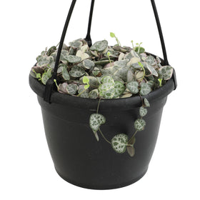 Plants for Pets variegated string of hearts in a 6-inch hanging basket, ideal for bright indirect light.