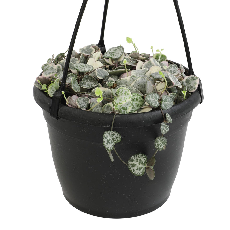 Plants for Pets variegated string of hearts in a 6-inch hanging basket, ideal for bright indirect light.